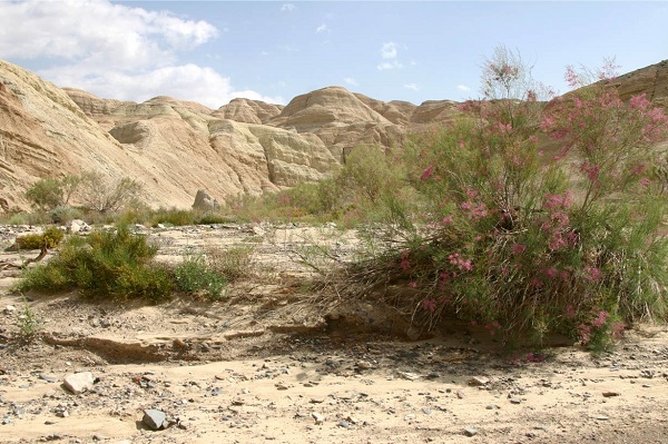 Куст тамарикса в пустыне